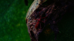 Rocconota tuberculigera