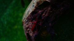 Rocconota tuberculigera