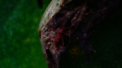 Rocconota tuberculigera