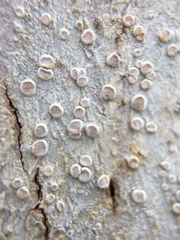 Lecanora caesiorubella