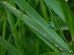 Phyllobius thalassinus
