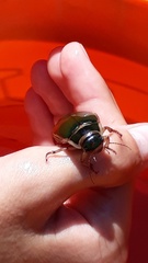 Dytiscus marginalis