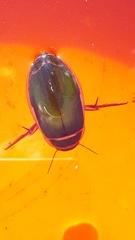 Dytiscus marginalis