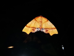 Plagodis phlogosaria