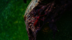 Rocconota tuberculigera