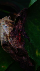 Rocconota tuberculigera