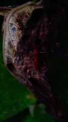 Rocconota tuberculigera