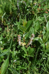 Salix caucasica
