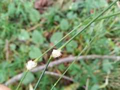 Mayetiola graminis