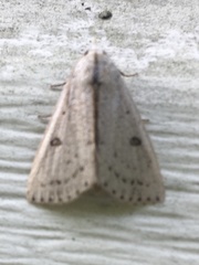 Scolecocampa