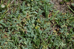 Sibbaldia parviflora