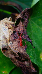 Rocconota tuberculigera