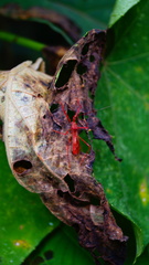 Rocconota tuberculigera