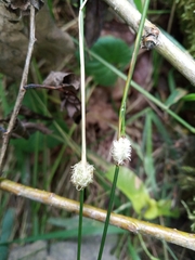 Mayetiola graminis