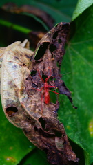 Rocconota tuberculigera