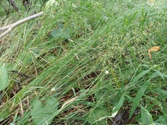 Mayetiola graminis