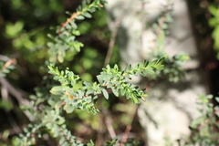 Pimelea serpyllifolia