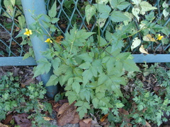 Bidens biternata
