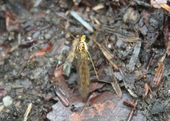 Nephrotoma virescens