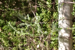 Pimelea serpyllifolia