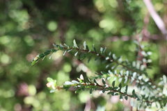 Pimelea serpyllifolia
