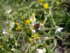 Trifolium cernuum