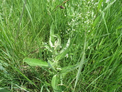 Cirsium arvense vestitum