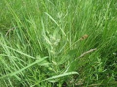 Cirsium arvense vestitum