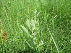 Cirsium arvense vestitum