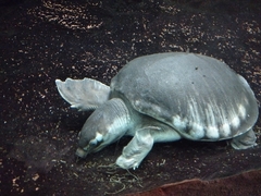 Carettochelys insculpta