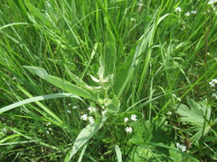 Cirsium arvense vestitum