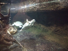 Carettochelys insculpta