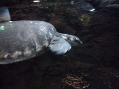 Carettochelys insculpta