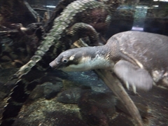 Carettochelys insculpta