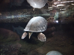 Carettochelys insculpta
