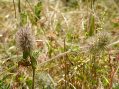Trifolium sylvaticum