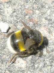 Bombus