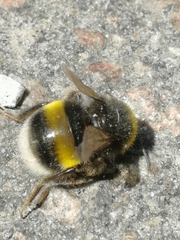 Bombus