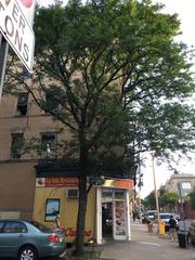 Gleditsia triacanthos