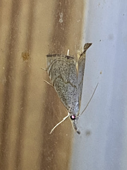 Haimbachia placidellus