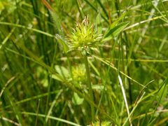 Trifolium squamosum