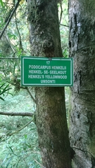 Podocarpus henkelii