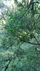 Podocarpus henkelii