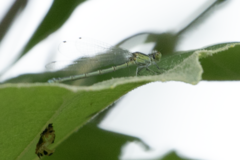 Erythromma viridulum