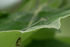 Erythromma viridulum