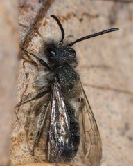 Andrena frigida
