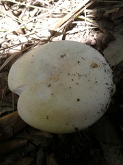Virescentinae