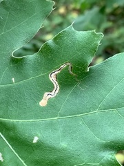 Stigmella quercipulchella