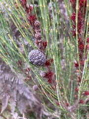 Allocasuarina monilifera