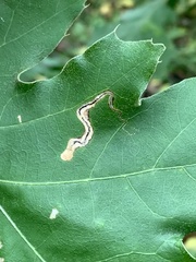 Stigmella quercipulchella